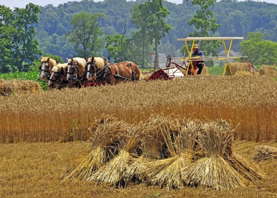 Horse-powered wheat harvest